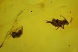 Two Fossil Springtails (Collembola) In Baltic Amber #139046-2